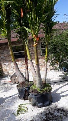 Charles B Lawn Services