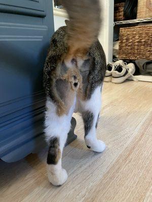 Tail Waggers For Bacio