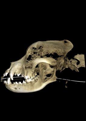 The Pet Dentist At Tampa Bay