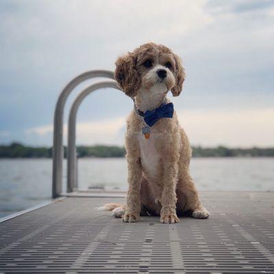 Best Friends Pet Grooming