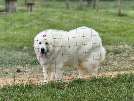 This is Luna my Great Pyrenee guard dog thomasina took good care of her i really recommend Lindas Pet Haven