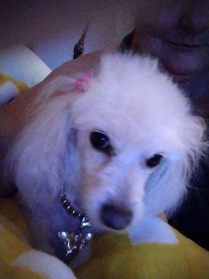 Design's by Donnita's Grooming