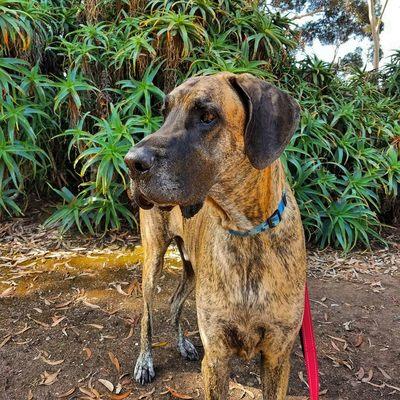 Chief gets his pet medicine at Costco!