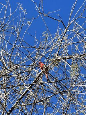 Ventana Canyon Hiking Trail