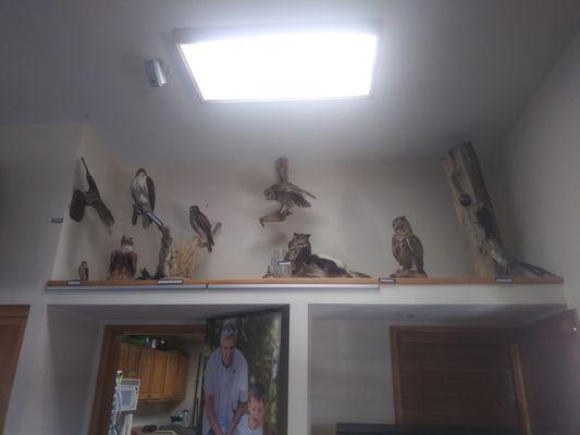 Some of the taxidermy animals on display.