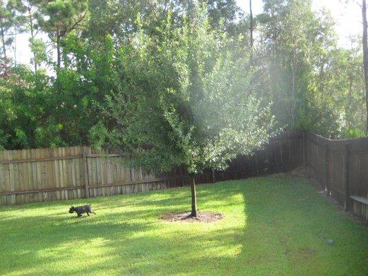 Paws To Claws Pet Resort