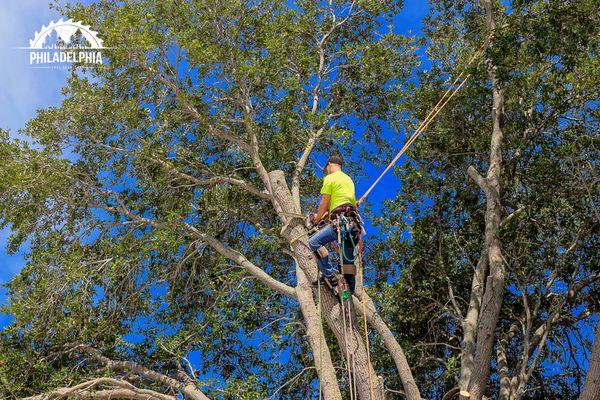 Philadelphia Tree Removal