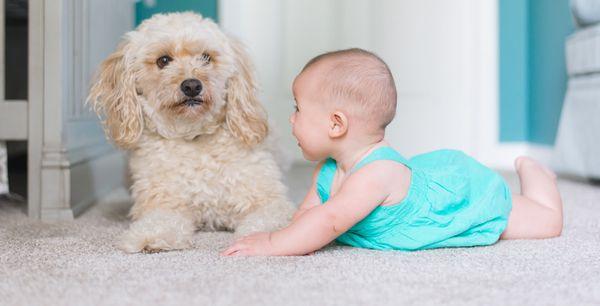 Rug & Carpet Cleaning Service Larchmont