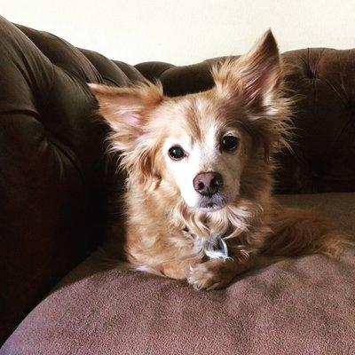 Ruff House Critter Sitters