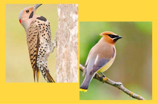 Tall Cypress Natural Area