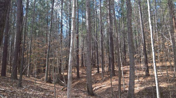 The forest is well managed.