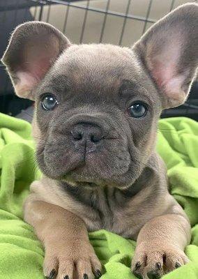 Happytime Boarding & Grooming