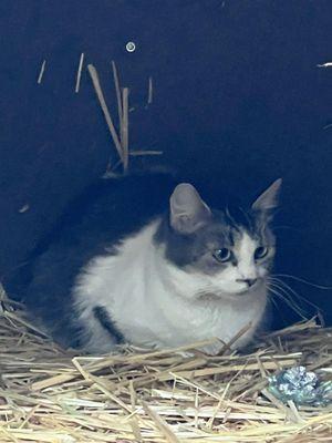 Clear Creek Cat Rescue