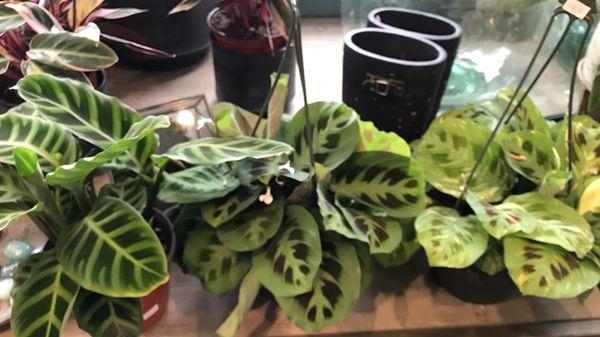 Vanhoff 's Garden Center