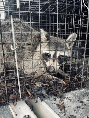 Pinnacle Pest and Home Solutions