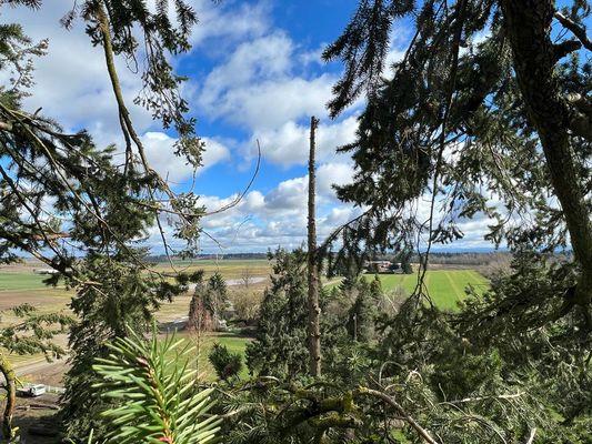 Sanchez Tree Service and Maintenance