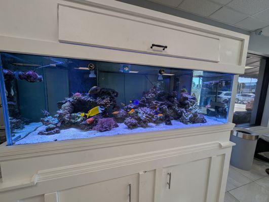 Amazing and mesmerizing aquarium