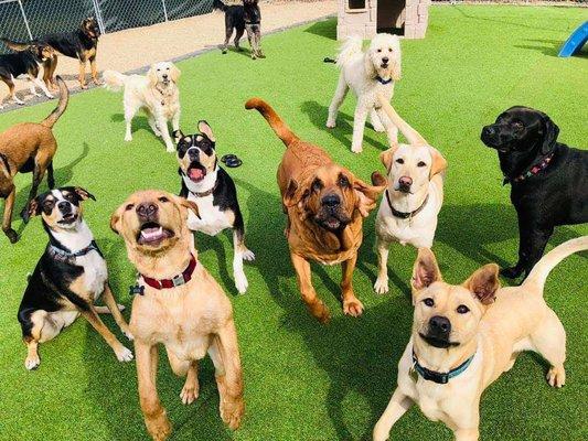 A Dog's Night Inn