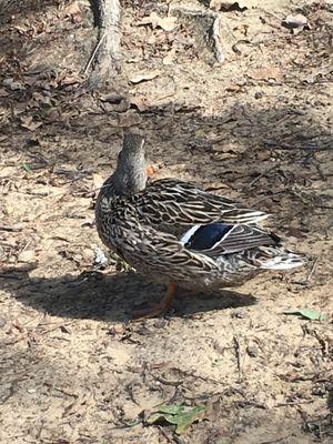 Mary & Jimmie Hooper Park