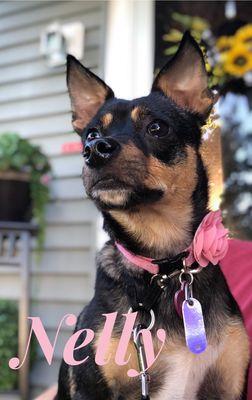 Lissy K's Doggie Day spa