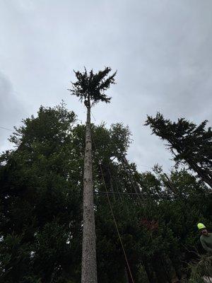 K&C Tree service