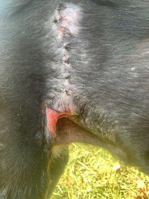 Debbie Lane Animal Clinic