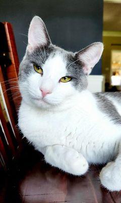 North Jones Animal Hospital