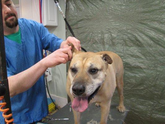 Andrew's Pet Services