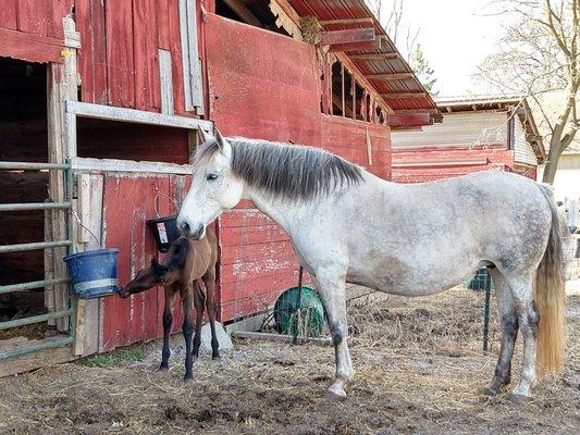 Meadowlark Equestrian Center