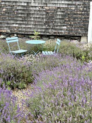 Glendarragh Lavender