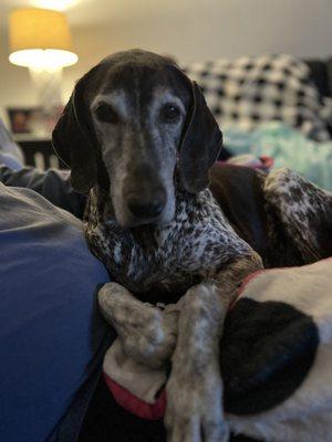 1st Pet Veterinary Centers - Chandler