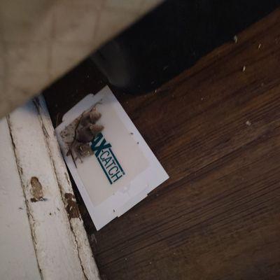 3 dead baby mice on a sticky trap