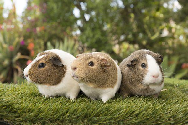 Santa Barbara Party Animals