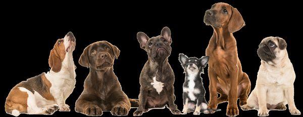 Gooddog Dog Training