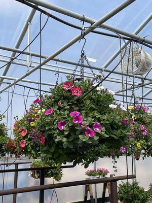 Scent of Color Greenhouse