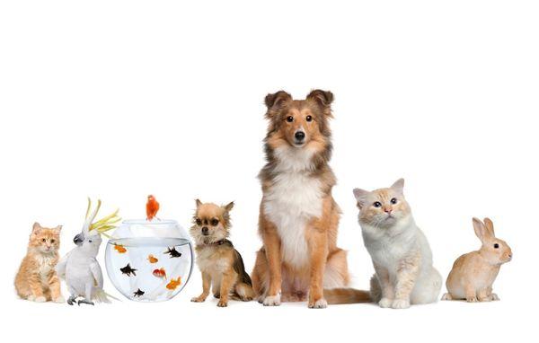 Perfect Care Pet Sitters