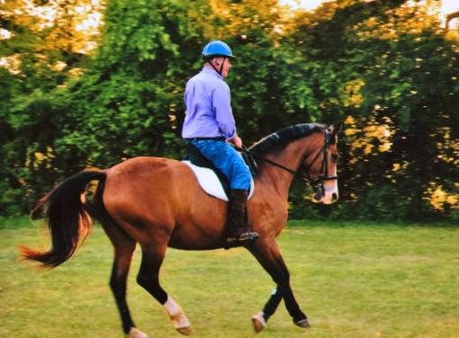 Safe and Sound Equine Service