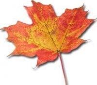 Foliage Chinese Restaurant