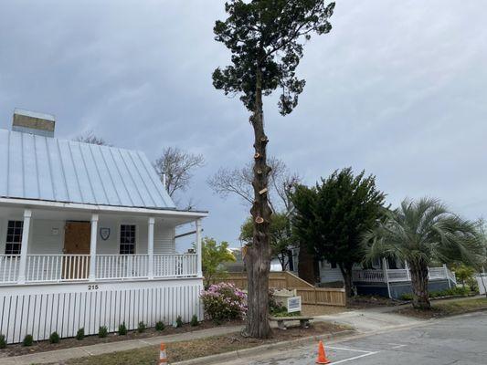 Spyďer Munky Tree Services