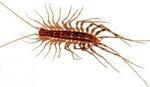 Centipede