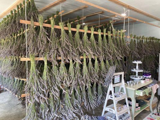 Drying lavender