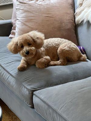 Carroll Gardens Pet Grooming
