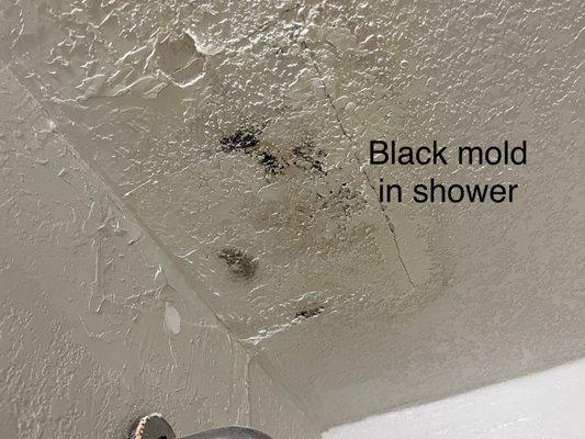 Black mold in shower