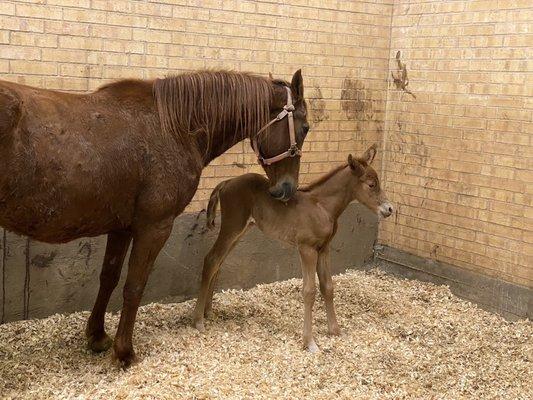 Elgin Veterinary Hospital