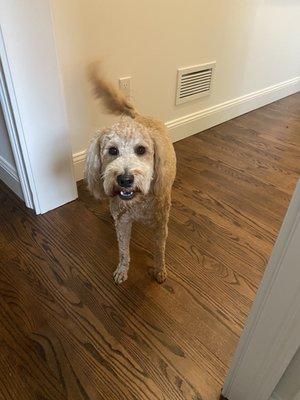 Mary Lynne's Pet Salon