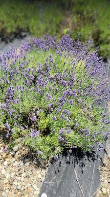 Pleasant Valley Lavender