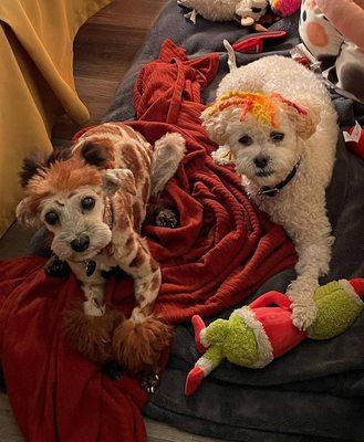 Crescenta Valley Veterinary Hospital