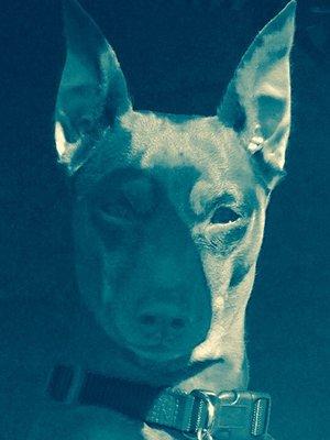 Companion's Choice Animal Hospital