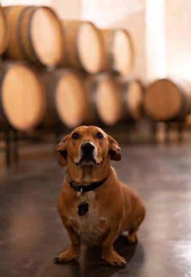 La Buena Vida Winery - Springtown