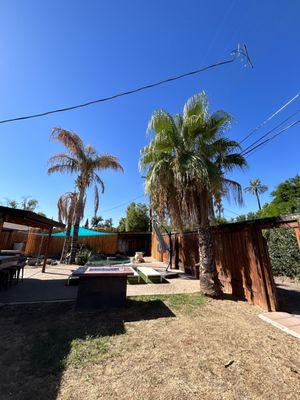 Olive tree landscape services